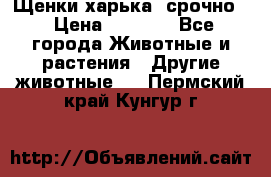 Щенки харька! срочно. › Цена ­ 5 000 - Все города Животные и растения » Другие животные   . Пермский край,Кунгур г.